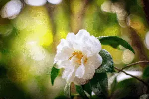 Camelia Flower