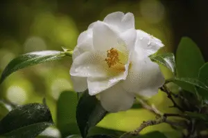 Camelia Flower