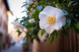 Camelia Flower