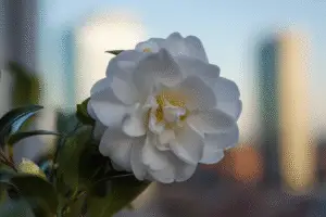 Camelia Flower