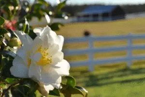 Camelia Flower