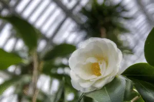 Camelia Flower
