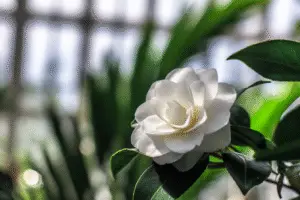 Camelia Flower
