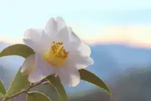 Camelia Flower