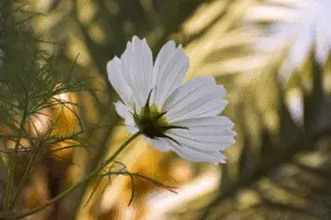 Cosmos ‘Purity’