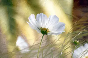Cosmos Purity White flower