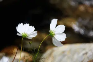 Cosmos Purity White flower