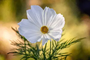 Cosmos Purity White flower