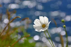 Cosmos Purity White flower