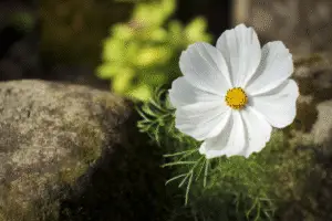 Cosmos Purity White flower