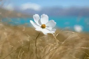 Cosmos Purity White flower