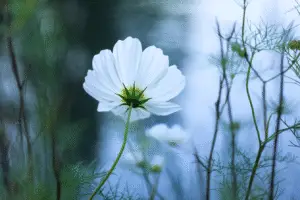 Cosmos Purity White flower