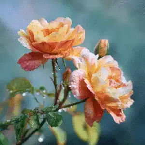 Garden rosa 3