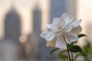 Gardenia white flower