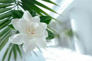 Gardenia white flower