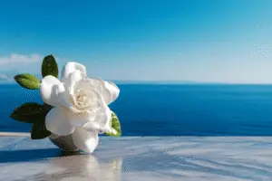Gardenia white flower