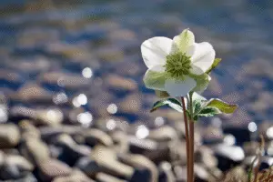 Hellebore flower