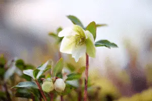 Hellebore flower