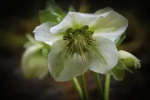 Hellebore flower