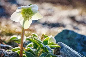Hellebore flower