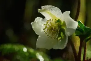 Hellebore flower