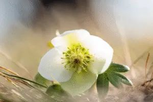 Hellebore flower