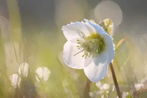 Hellebore flower