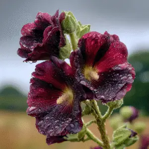 Hollyhock 1