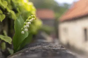 Lily of the Valley