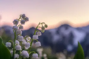 Lily of the Valley