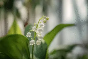 Lily of the Valley