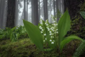 Lily of the Valley