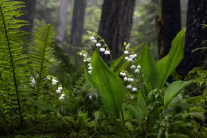 Lily of the Valley