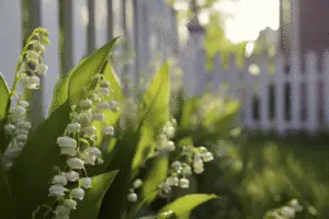 Lily of the Valley