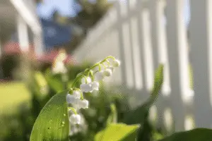 Lily of the Valley