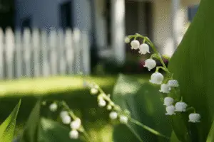 Lily of the Valley