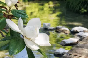 Magnolia