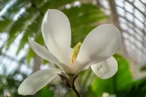 Magnolia