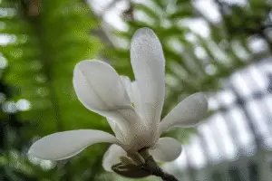 Magnolia