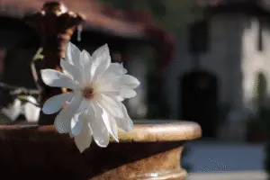 Magnolia