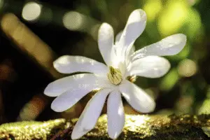 Magnolia