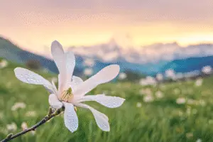 Magnolia