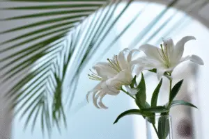 Oriental & Asiatic Lilies