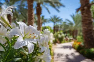 Oriental & Asiatic Lilies
