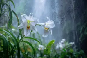 Oriental Lilies