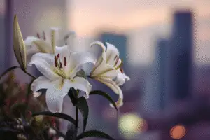 Oriental Lilies