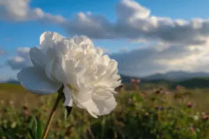 White peony