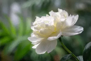 White peony