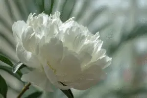 White peony