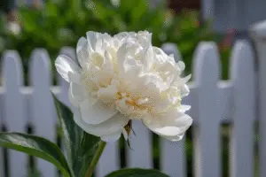 White peony